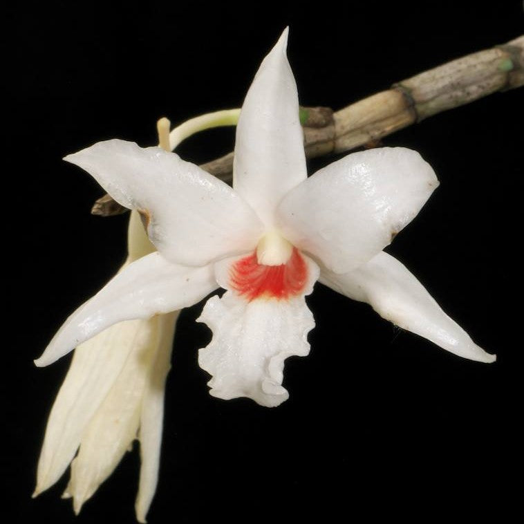 Dendrobium draconis