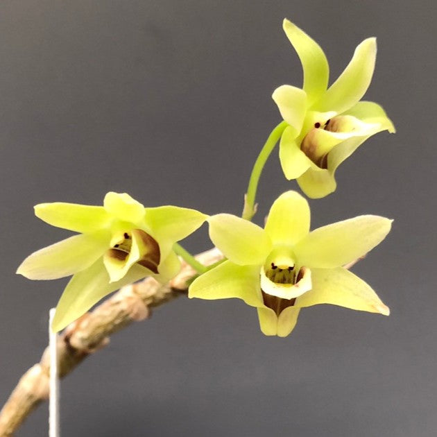 Dendrobium officinale 'Variegated'