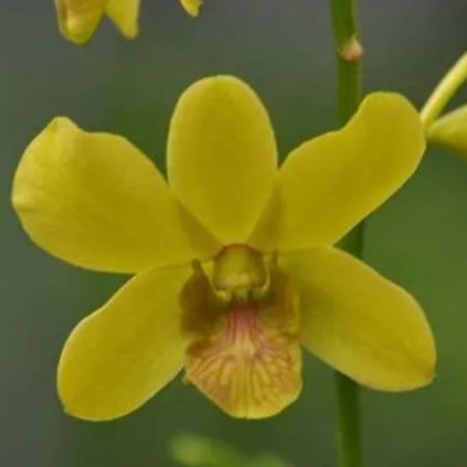 Dendrobium Emmerald Fancy