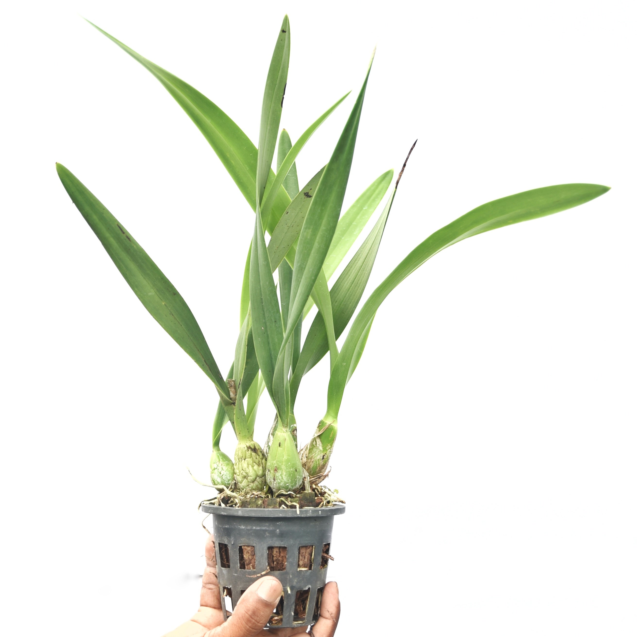 Healthy Encyclia alata orchid plant with green foliage and developing growth, a rare species orchid for collectors and enthusiasts in India.
