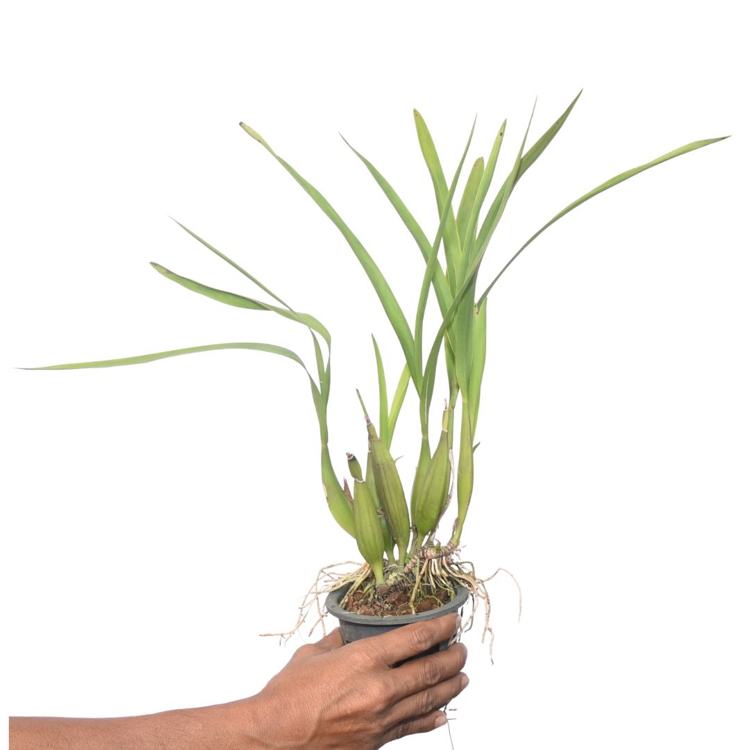 Healthy Encyclia radiata live orchid plant with green foliage and pseudobulbs, premium orchid plant with doorstep delivery across India