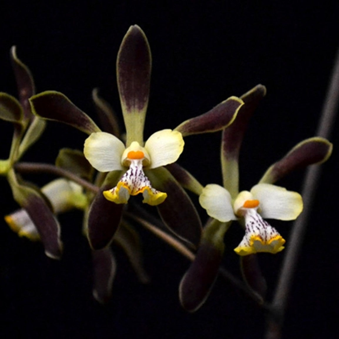 Fragrant Encyclia alata orchid flowers with star-shaped green and bronze petals and a contrasting white lip in bloom.