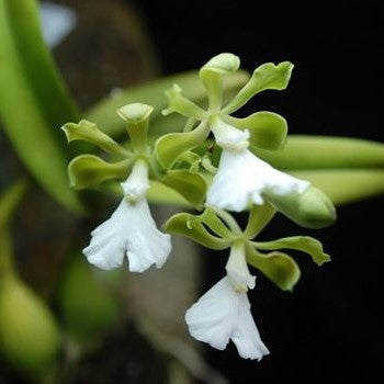 Encyclia cordigera var. alba (native to Central and Northern South America) is a rare and highly sought-after color form of the popular "Cocoa Orchid". It is celebrated for its stunning contrast of vibrant apple-green sepals/petals and a pristine, solid white lip.