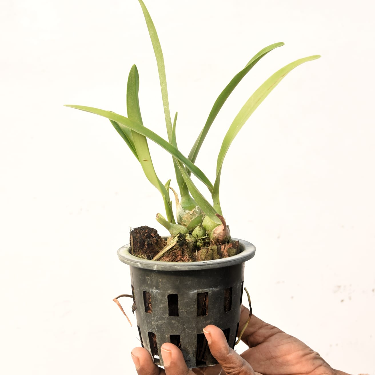 Encyclia cordigera var. alba (native to Central and Northern South America) is a rare and highly sought-after color form of the popular "Cocoa Orchid". It is celebrated for its stunning contrast of vibrant apple-green sepals/petals and a pristine, solid white lip.