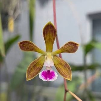 Encyclia randii x tampensis orchid flower with elegant star shaped blooms, slender twisting petals, white patterned lips, and exotic tropical orchid beauty suitable for Orchid Plants Online India, mounted orchid displays, and rare hybrid orchid collections.