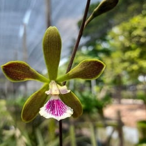 Encyclia randii x tampensis orchid flower with elegant star shaped blooms, slender twisting petals, white patterned lips, and exotic tropical orchid beauty suitable for Orchid Plants Online India, mounted orchid displays, and rare hybrid orchid collections.