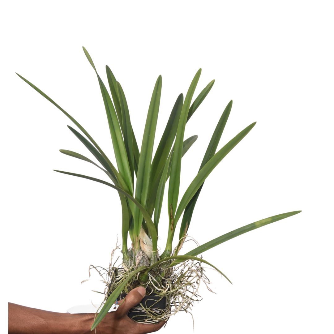 Healthy Encyclia thienii × unaensis orchid plant with strong pseudobulbs, active roots, and lush foliage suitable for orchid collections, mounted orchid displays, greenhouse cultivation, and healthy live orchid plants online India.