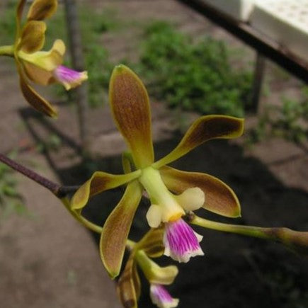 Encyclia thienii × unaensis orchid flower with elegant star shaped blooms, intricate floral details, and exotic species hybrid beauty ideal for orchids online India, rare orchid hybrids, premium orchid collections, and exotic flowering orchid plants.