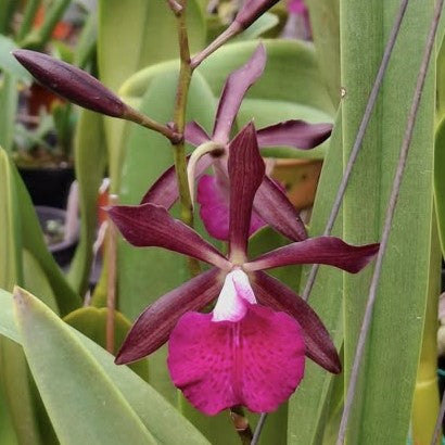 Encyleyvola Jairak Crimson Star