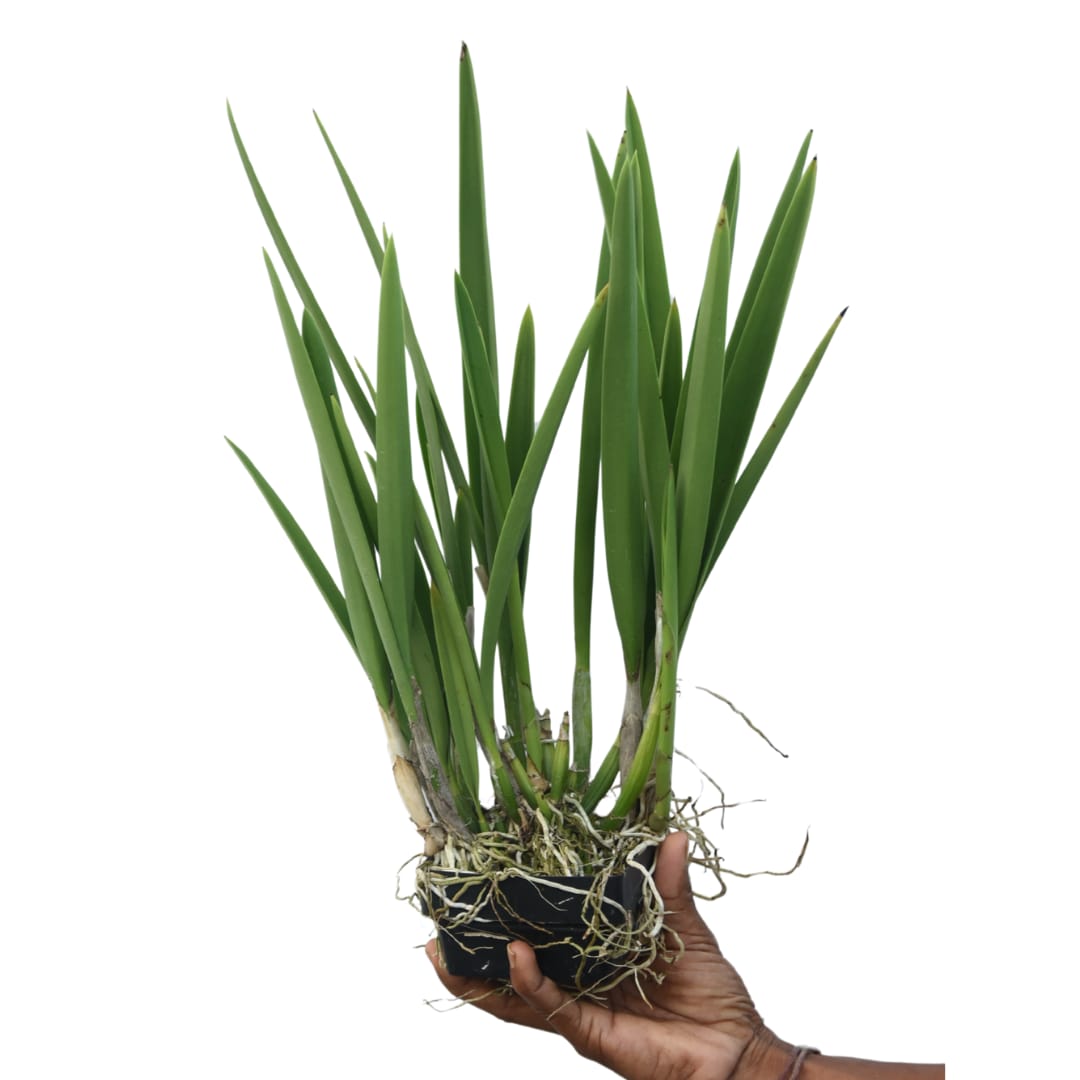 Encyvola Jairak Treasure 'Green Cochoa' orchid are tailored for web accessibility and image search optimization. They accurately capture the plant's exotic appeal without unnecessary keyword stuffing.