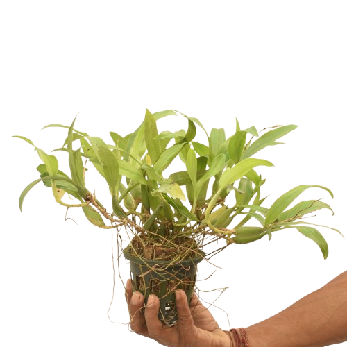 Coelogyne fimbriata