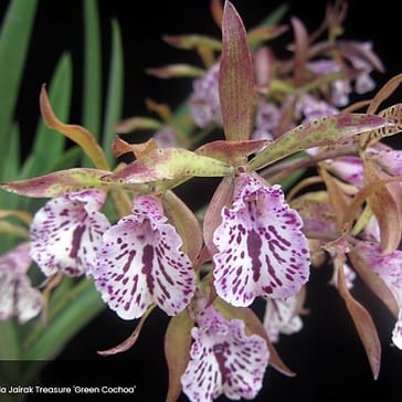 Encyvola Jairak Treasure 'Green Cochoa' orchid are tailored for web accessibility and image search optimization. They accurately capture the plant's exotic appeal without unnecessary keyword stuffing.