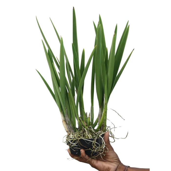 Encyvola Jairak Treasure 'Pitohui'