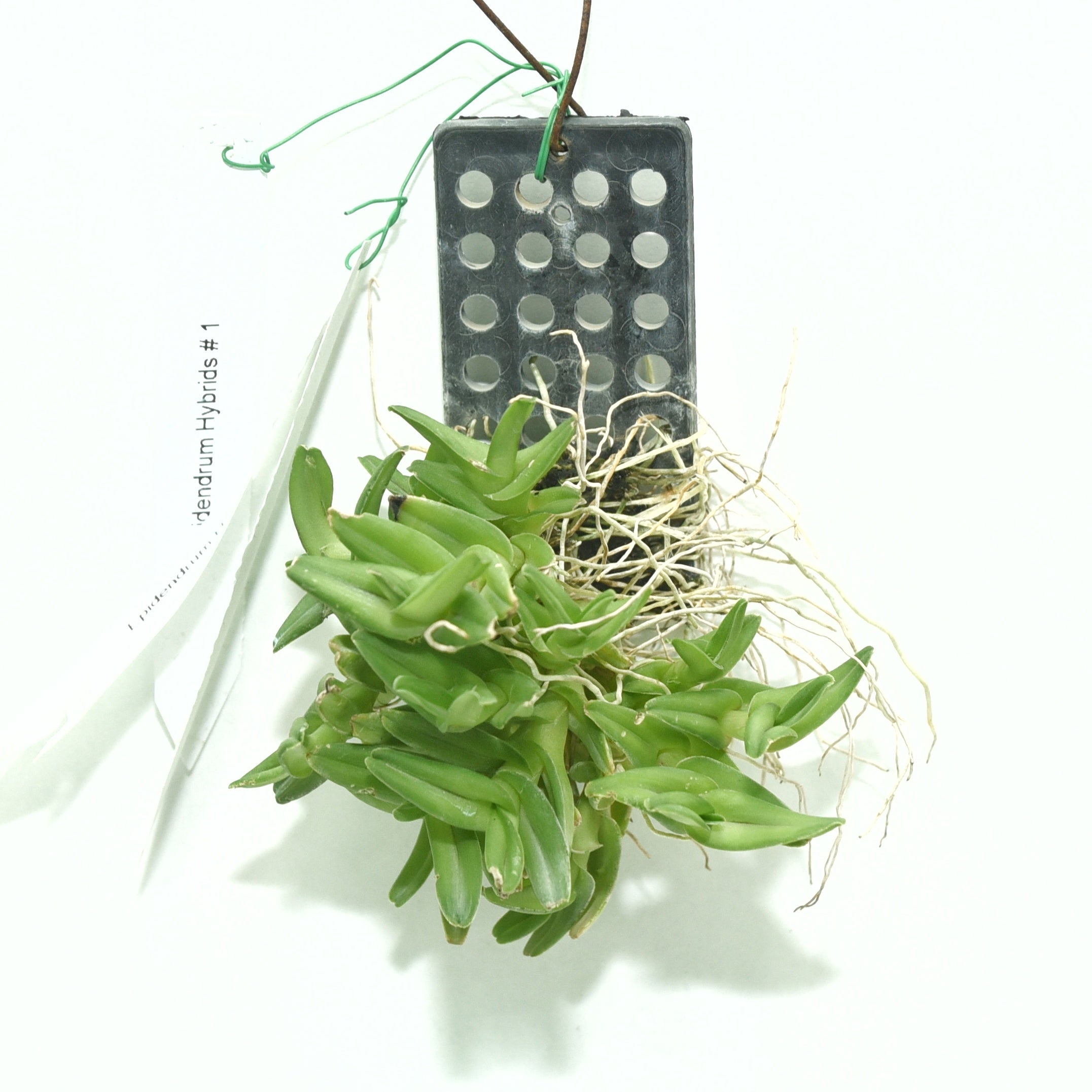Epidendrum schlechterianum orchid plant with thin stems and narrow green leaves in mounted form, miniature species orchid ideal for terrariums, indoor gardening, and orchid collections in India.