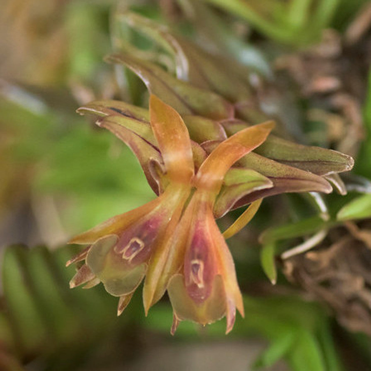 Epidendrum Schlechterianum