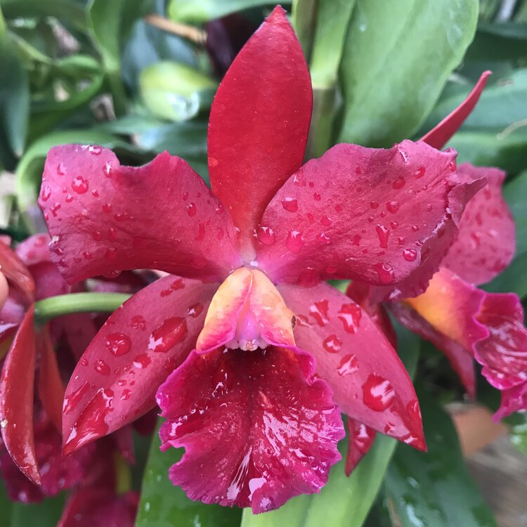 Cattleya Tutankamen 'Pop'