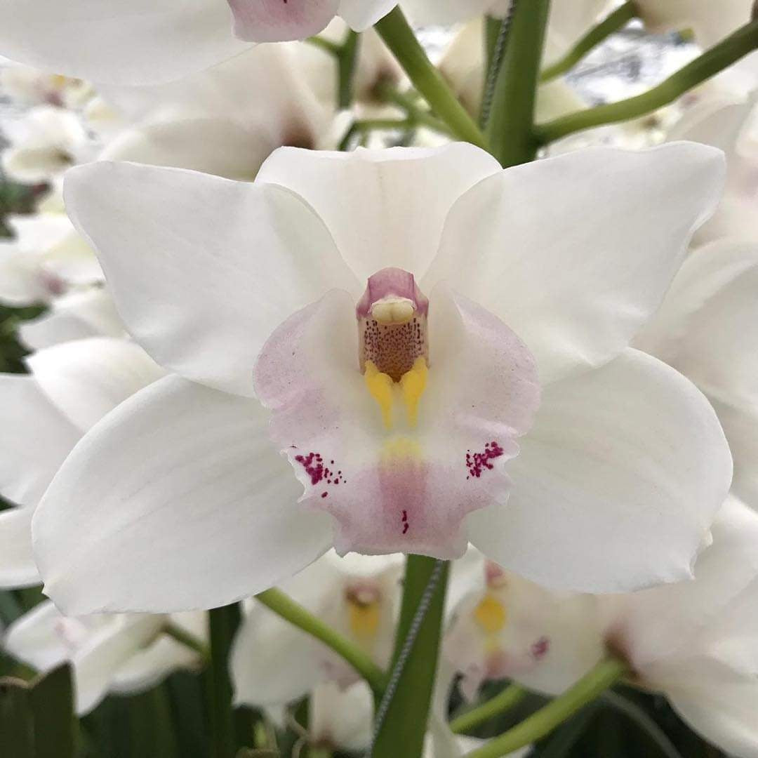 Cymbidium Jungfrau 'DOS PUEBLOS' Orchid - Exquisite White Blooms and Graceful Elegance for Your Home"