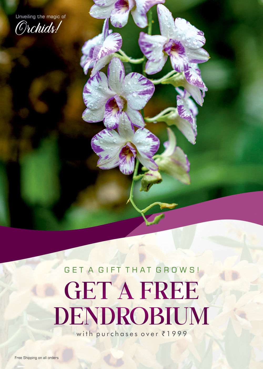 Mobile promotional banner showcasing elegant purple and white Dendrobium orchid flowers with a free Dendrobium plant offer on orders above ₹1999 and free shipping on all purchases.