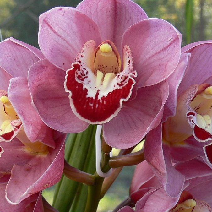 "Cymbidium Khan Flame 'Racquel' Orchid - Fiery Elegance in Full Bloom" 