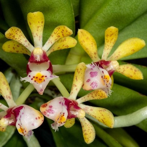 Gastrochilus obliquus orchid flowers with attractive markings and waxy texture blooming on a compact plant.