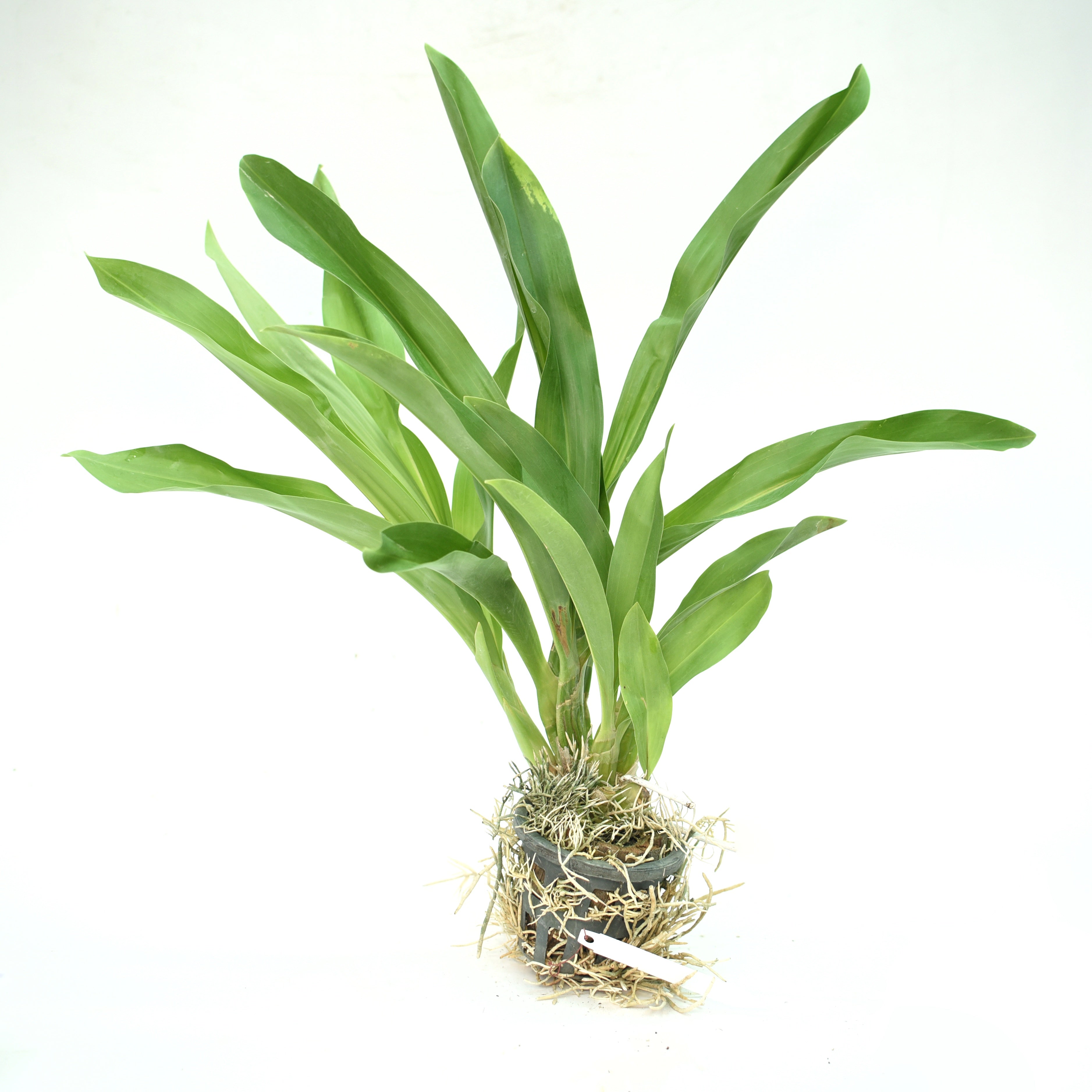 Grammatophyllum Scriptum Green orchid plant with large healthy pseudobulbs, lush tropical foliage, and vigorous exotic orchid growth suitable for greenhouse collections, orchid houses, and customers looking to buy healthy live orchid plants online in India with safe delivery and free shipping.