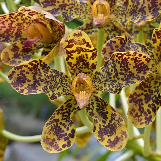 Grammatophyllum Speciosum orchid flower with giant yellow blooms covered in bold dark brown tiger like spots creating a dramatic exotic tropical orchid display ideal for rare orchid collections, premium flowering orchids, and orchid enthusiasts looking to buy orchid plants online in India.