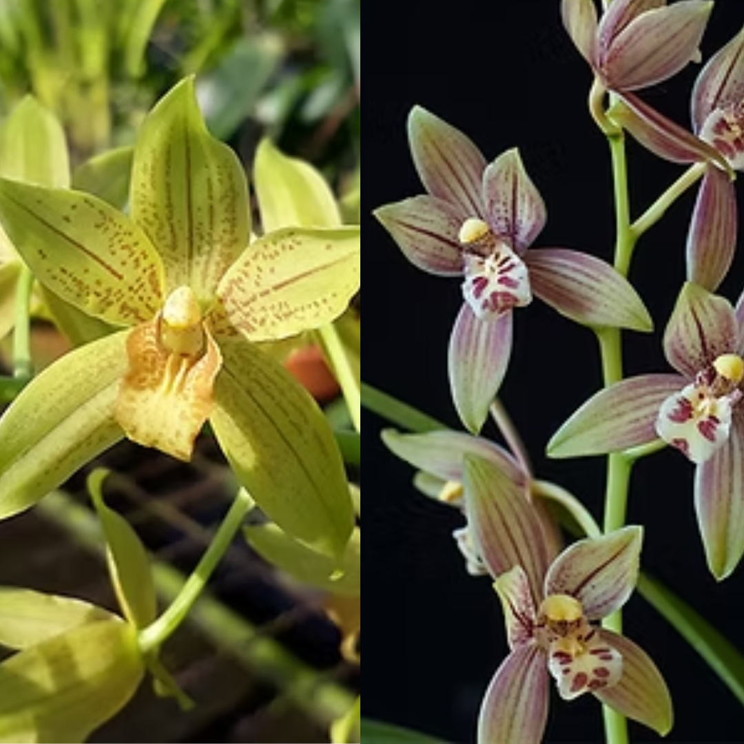 Cymbidium Rattanakosin HTC orchid flower with golden yellow bronze petals, maroon markings and patterned contrasting lip, elegant heat tolerant Cymbidium orchid bloom ideal for tropical orchid collections in India