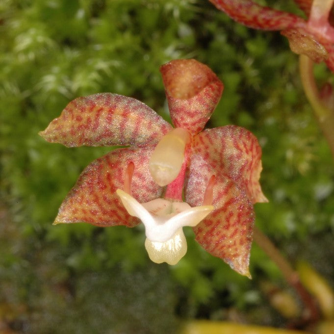 Grosourdya appendiculata orchid with tiny bright yellow to orange flowers blooming in small clusters along slender stems, miniature species orchid with delicate tropical appearance for collectors in India.