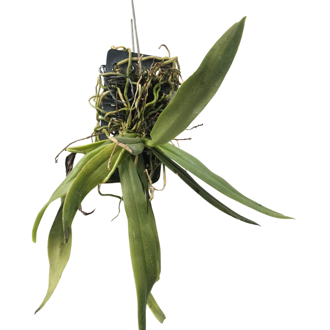 Grosourdya appendiculata orchid plant with thin elongated leaves and arching stems in mounted or hanging form, miniature species orchid ideal for indoor gardening and orchid collection in India
