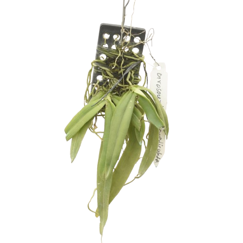 Grosourdya appendiculata orchid plant with thin elongated leaves and arching stems in mounted or hanging form, miniature species orchid ideal for indoor gardening and orchid collection in India.