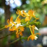 Grosourdya nitida