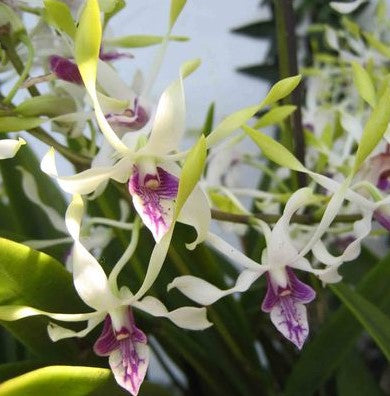 Dendrobium Hawai Gem