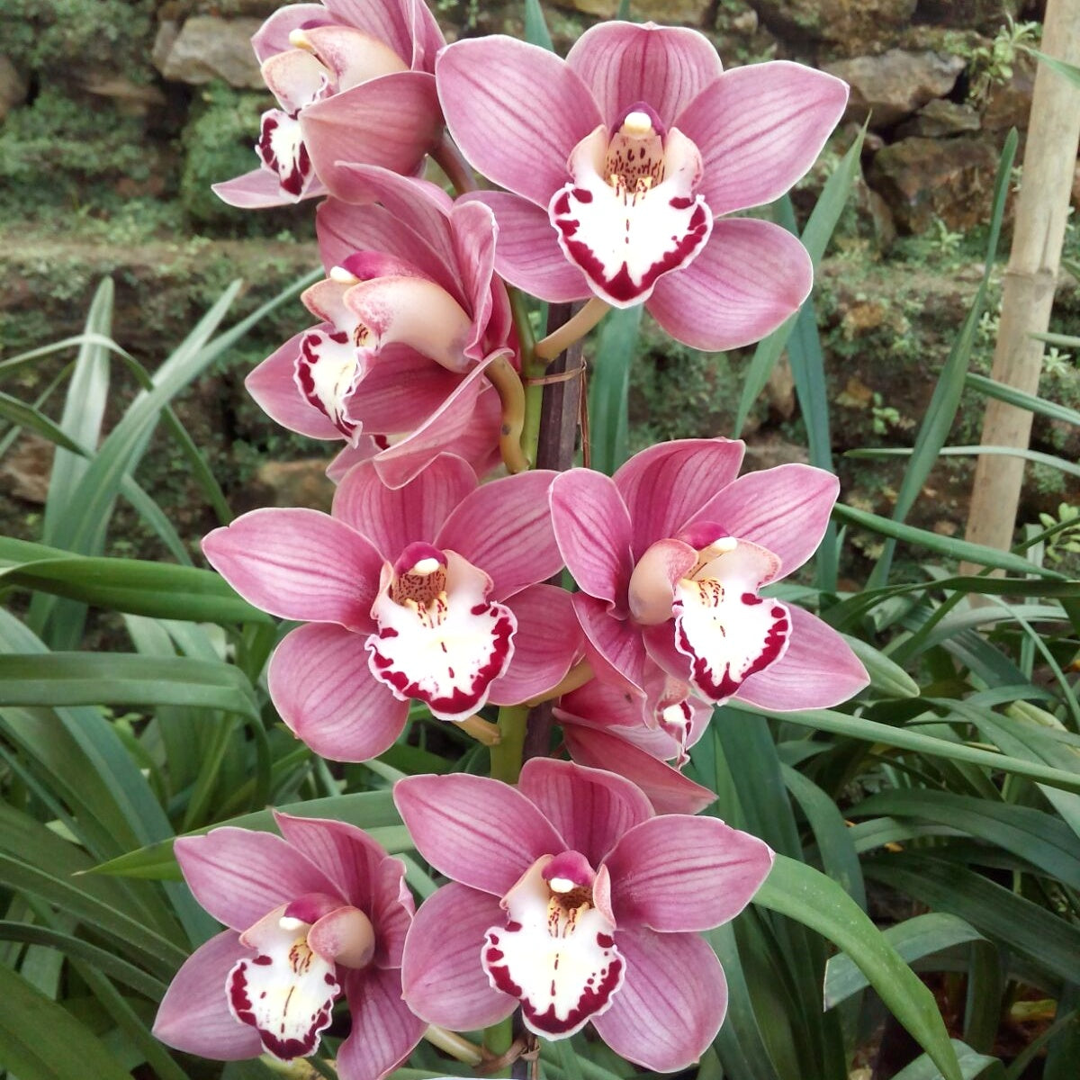 Introducing the captivating Cymbidium Valley Chianti Wine Orchid, a true delight for the senses. 