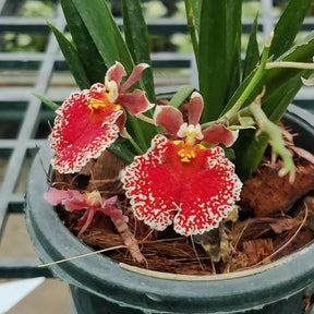 Tolumnia Jairak Firm Red Spread