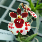 Tolumnia Jairak Rainbow Pink Crystal