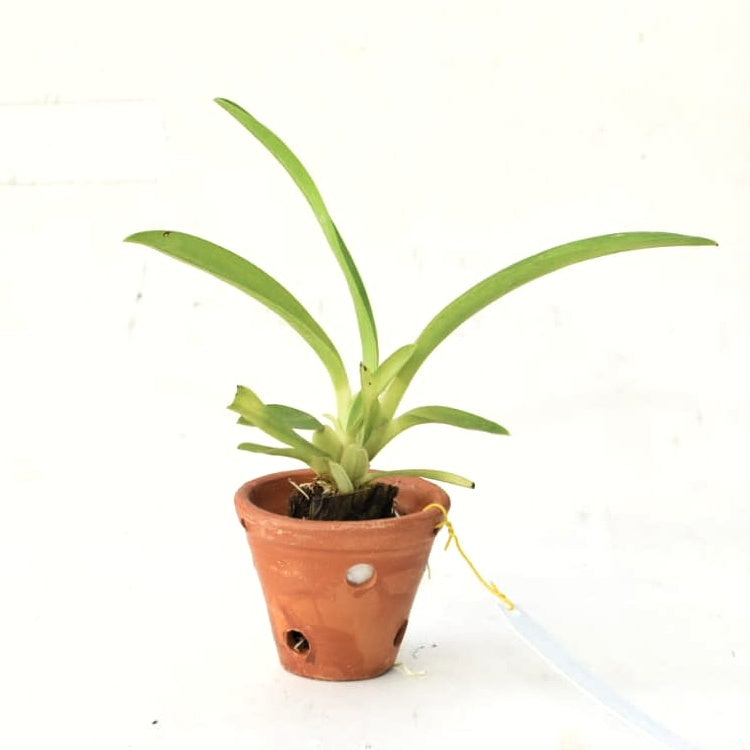 "Brassia Eternal Wind seedling in clay pot: Young orchid with slender green shoots emerging from rich soil, promising future blooms of elegant Brassia flowers."