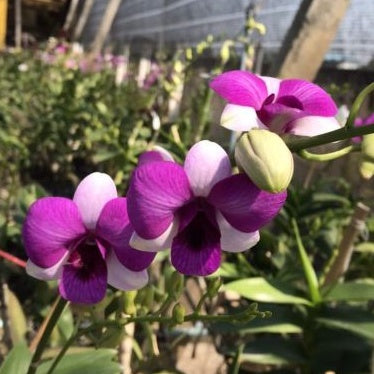 Dendrobium Richly Two Tone