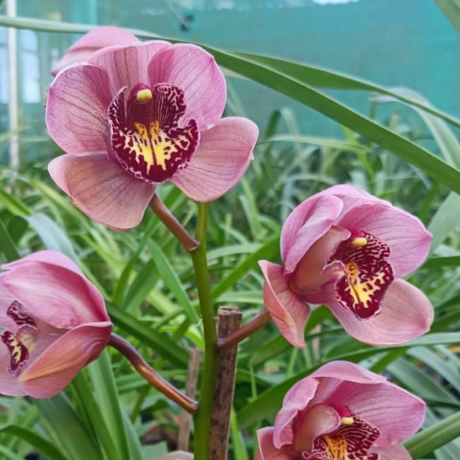 Cymbidium Jannet