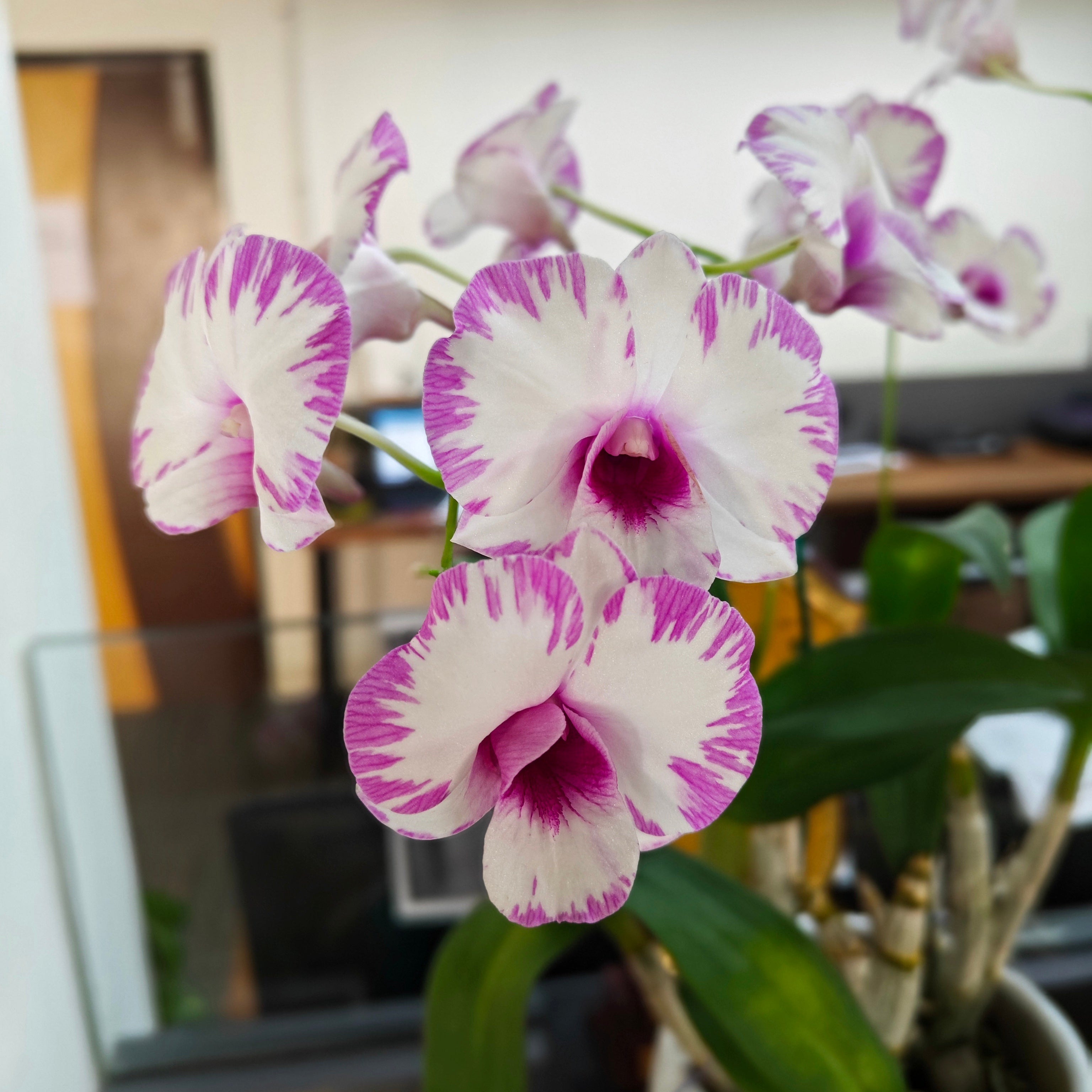 Dendrobium Pink Mascara with spike