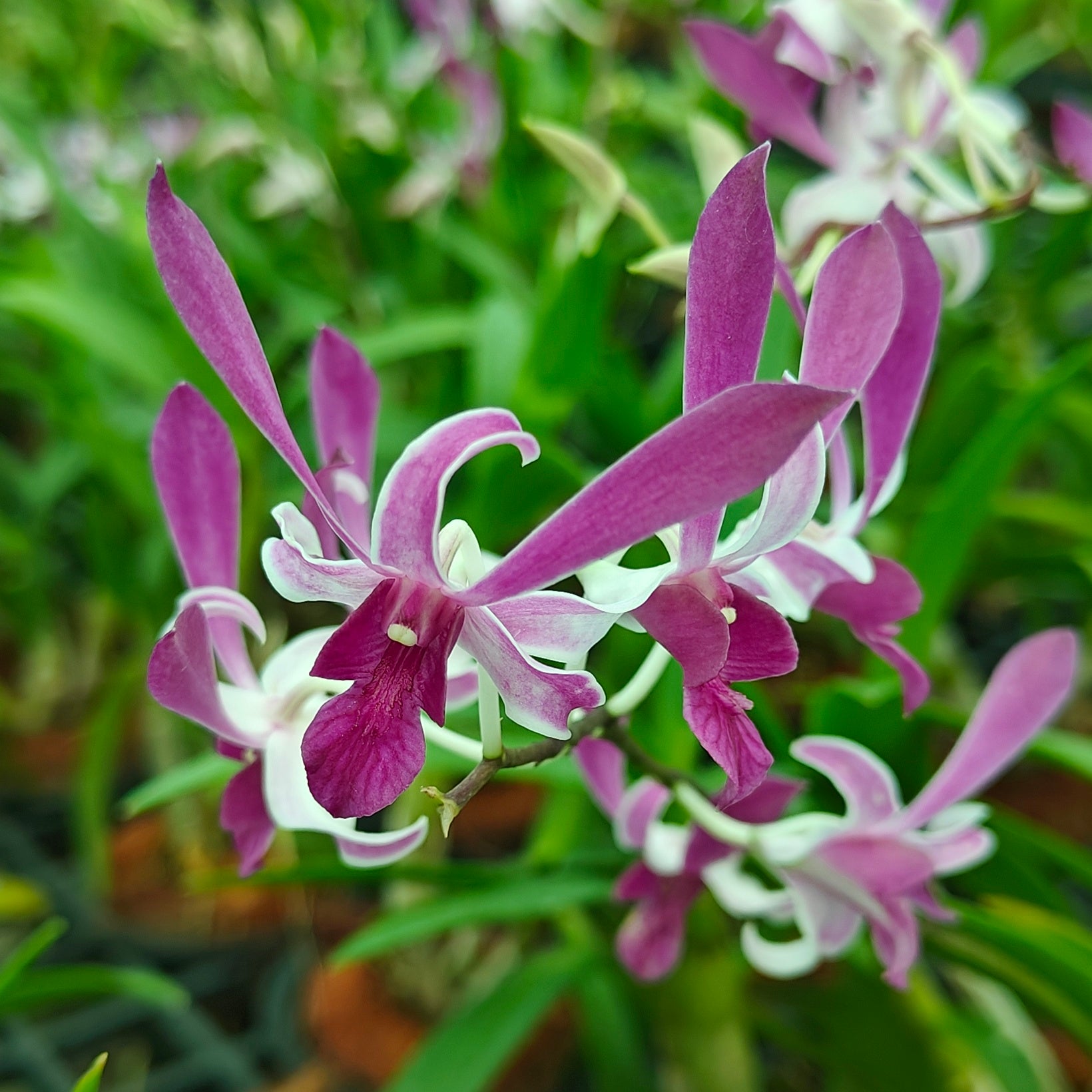 Dendrobium King Ceasar