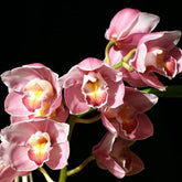 Introducing the stunning Cymbidium Ripe Cherry 'Dazzle' Orchid, a botanical masterpiece that will captivate your senses and add a touch of vibrant beauty to your collection. 
