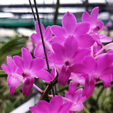 Ascocenda Magic Wall Pink orchid - Enchanting pink blooms for your indoor garden