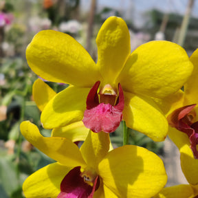 Dendrobium Sakda Gold Orchid - Beautiful Golden Yellow Blooms to Brighten Your Indoor Garden