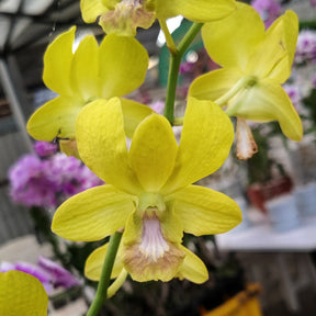Dendrobium Thongchai Gold x Udom Yellow orchid - Striking Hybrid Orchid with Golden Hues for Your Home or Garden