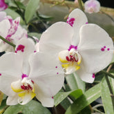 Phalaenopsis Polka Dot