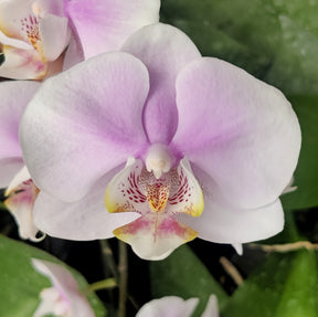 Phalaenopsis Pretty Princess