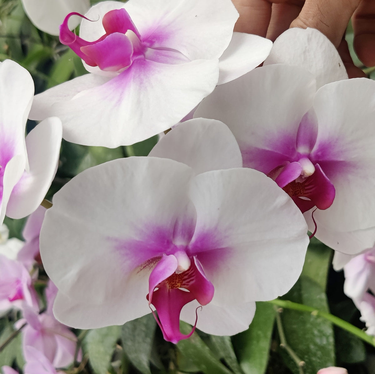 Phalaenopsis Large White 'Pink Blush'