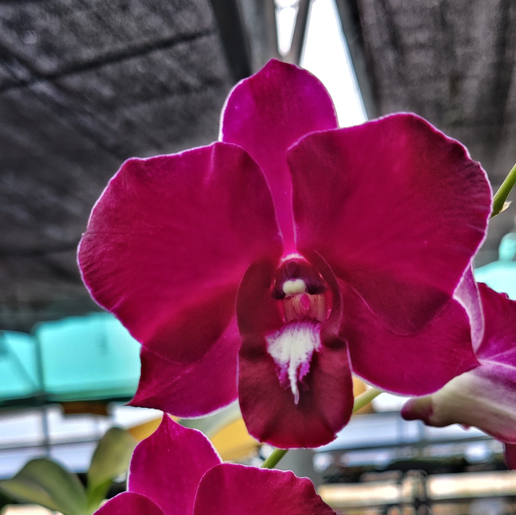 Buy Mokara Top Red BS Orchid Online, Orchid Plants for Sale