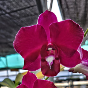 Dendrobium Poper Red orchid - A striking crimson beauty to adorn your space