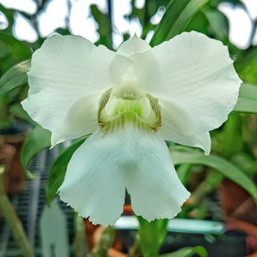Dendrobium Dearei x Sanderae var. Major orchid - Exquisite blooms with unique hybrid characteristics - Buy Online